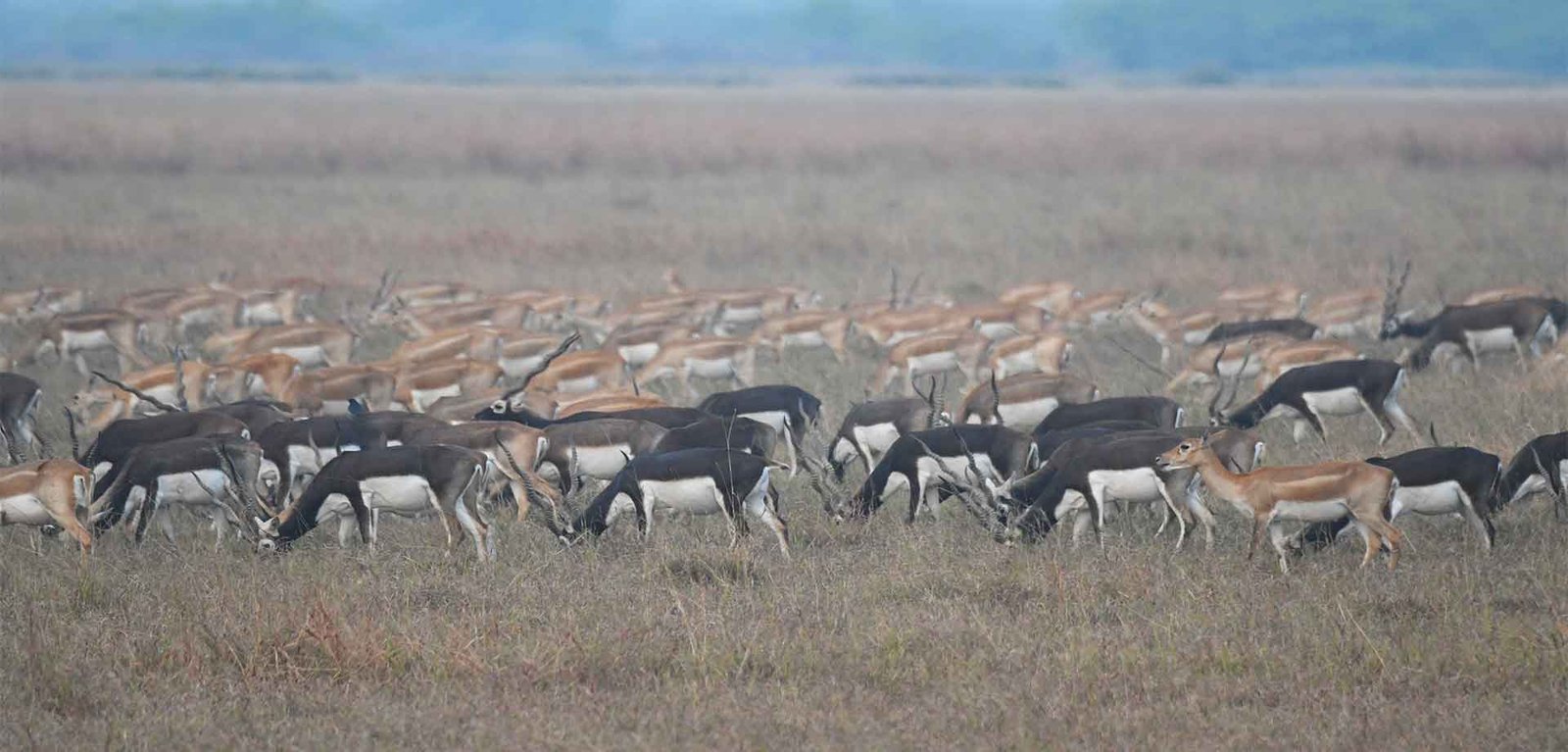 Sustainable and Responsible Tourism in Velavadar
