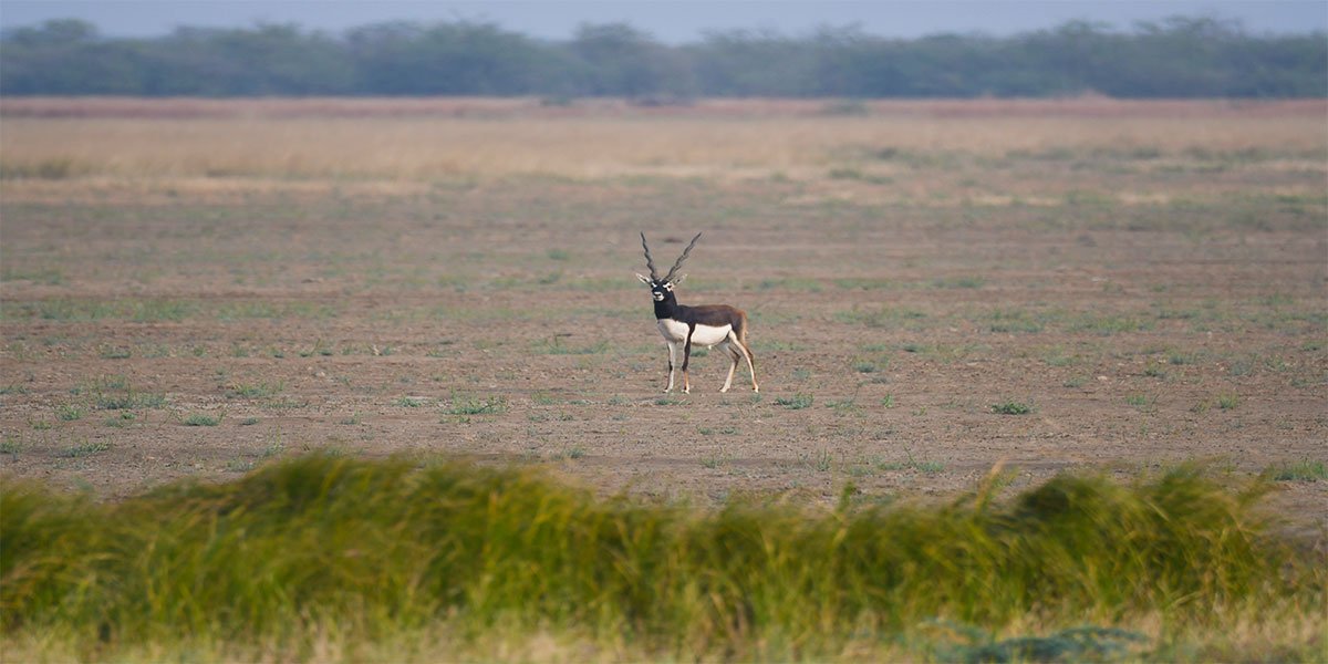 Hotels and Resorts in Blackbuck National Park
