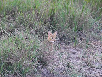 Activities in Velavadar National Park