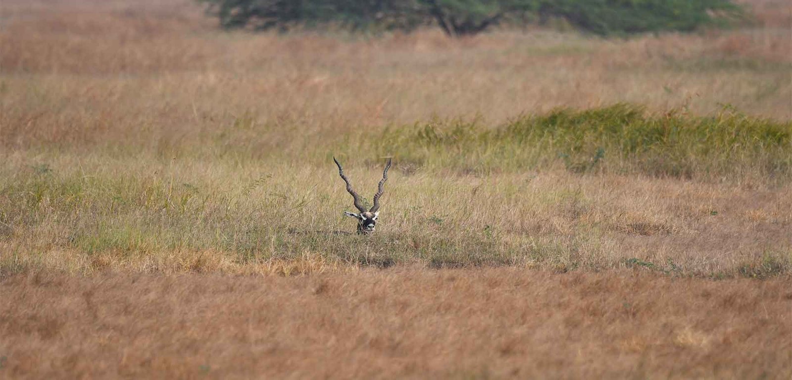 Safari in Velavadar Blackbuck National Park