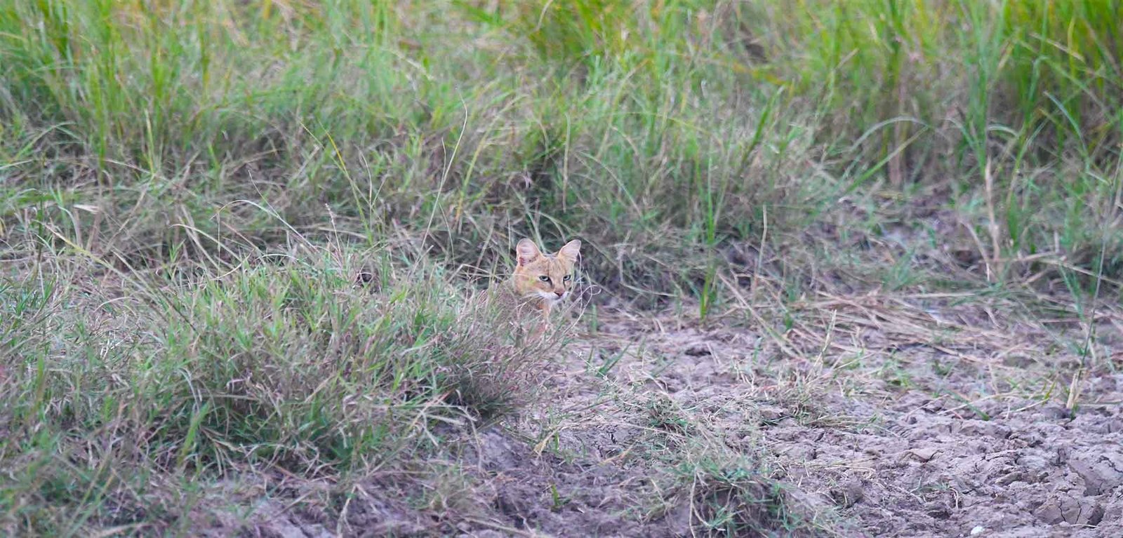 Safari in Velavadar Blackbuck National Park