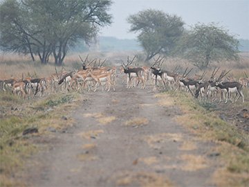 Safari in Velavadar Blackbuck National Park