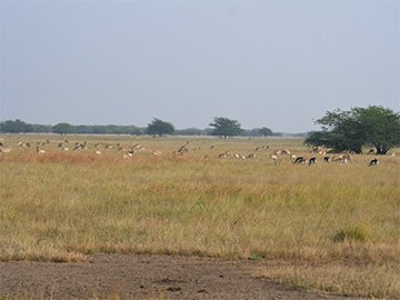 Velavadar National Park