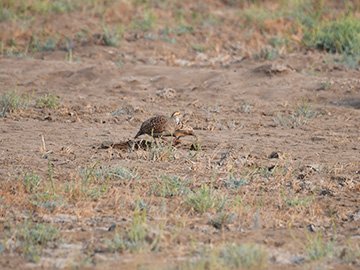 Safari in Velavadar Blackbuck National Park
